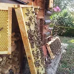 13 Bees 3* 콩폴랑