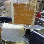 13 Bees 3* 콩폴랑
