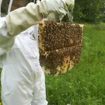 B&B 13 Bees 3*