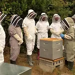 B&B 13 Bees 3*