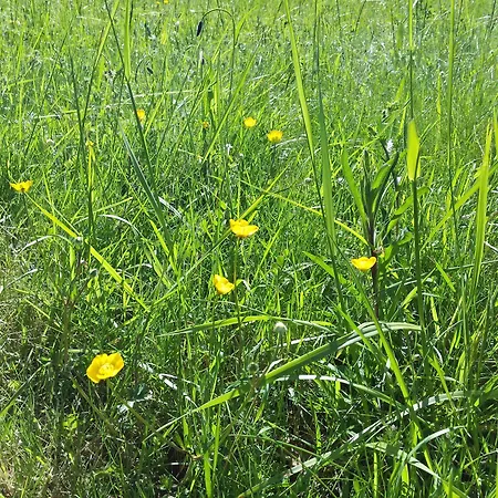 13 Bees Confolens
