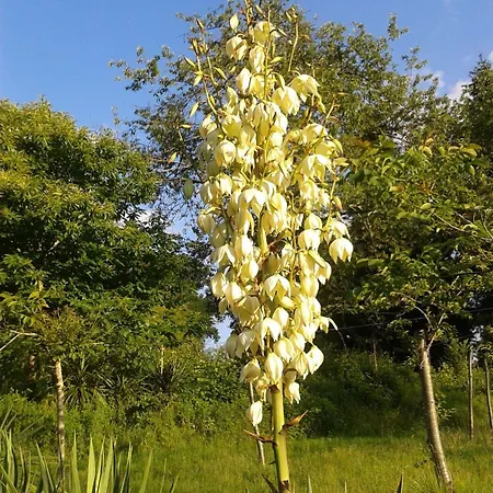 13 Bees Bed & Breakfast 3*