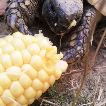 Nocleg ze śniadaniem 13 Bees