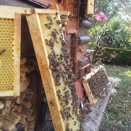 13 Bees 3* Confolens
