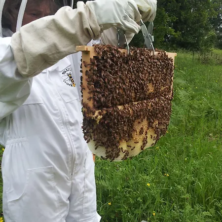 13 Bees 3*