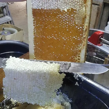 13 Bees 3* Confolens