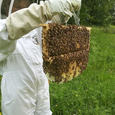 Nocleg ze śniadaniem 13 Bees 3*
