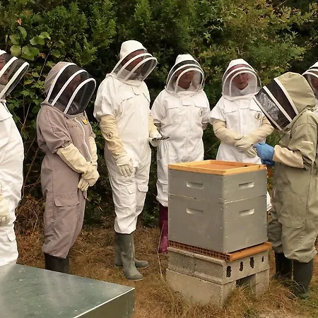 Nocleg ze śniadaniem 13 Bees 3*