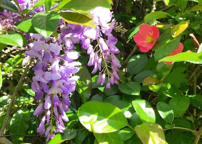 13 Bees Bed & Breakfast Confolens