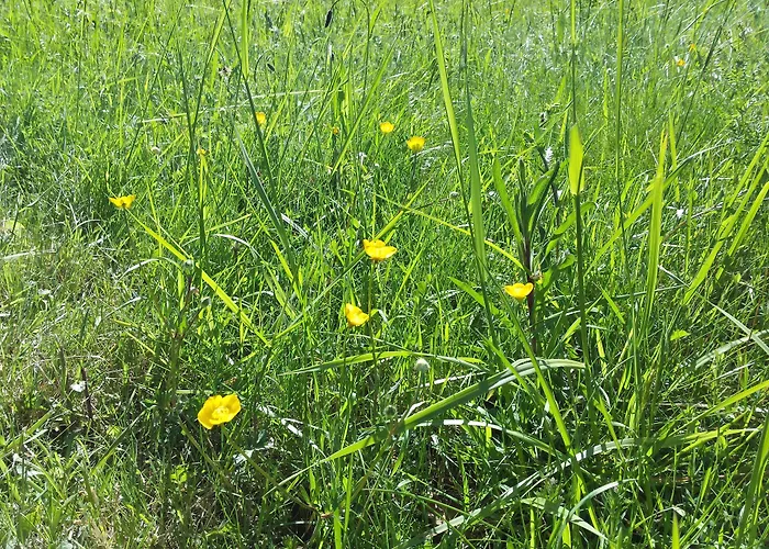 13 Bees Confolens
