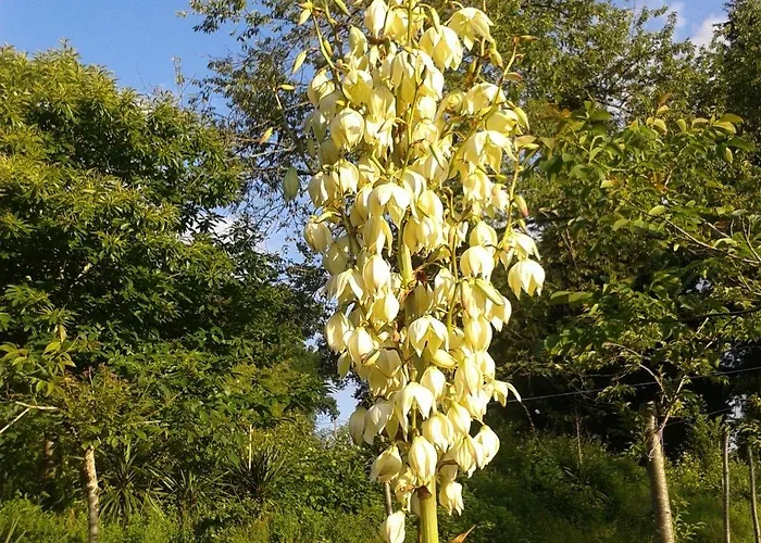 13 Bees Bed & Breakfast 3*