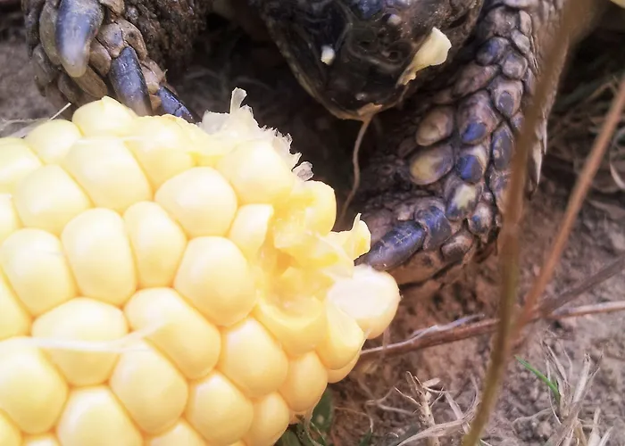 Bed & Breakfast 13 Bees