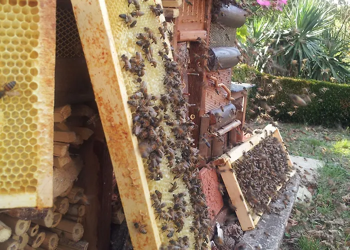 13 Bees 3* Confolens