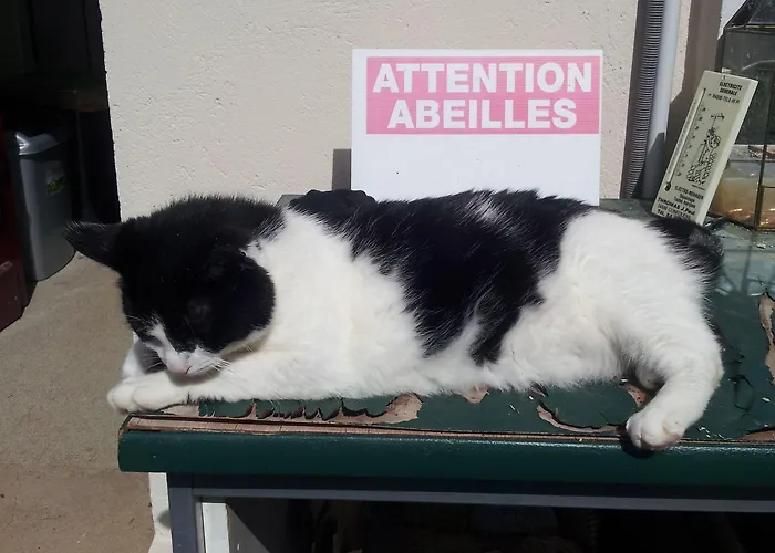 13 Bees Bed & Breakfast Confolens