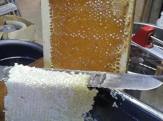 13 Bees 3* Confolens