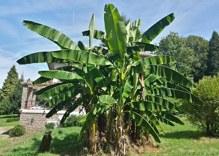 13 Bees 3* Confolens